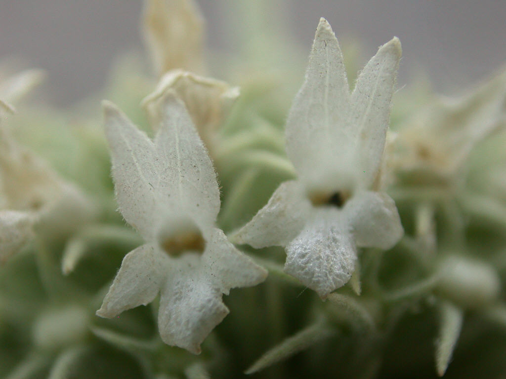 Marrubium incanum